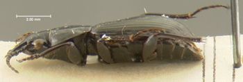 Media type: image;   Entomology 33037 Aspect: habitus lateral view